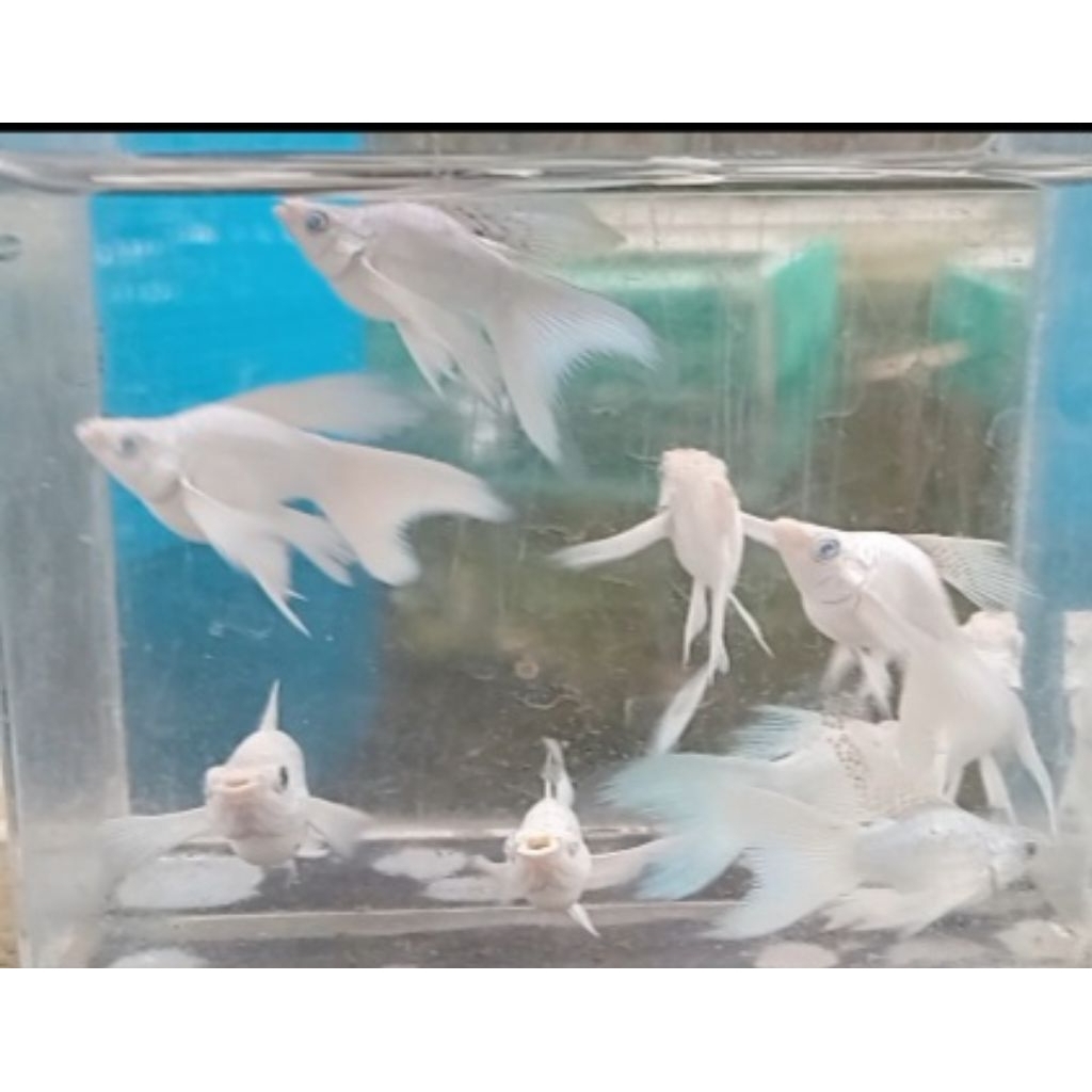 molly platinum veiltail