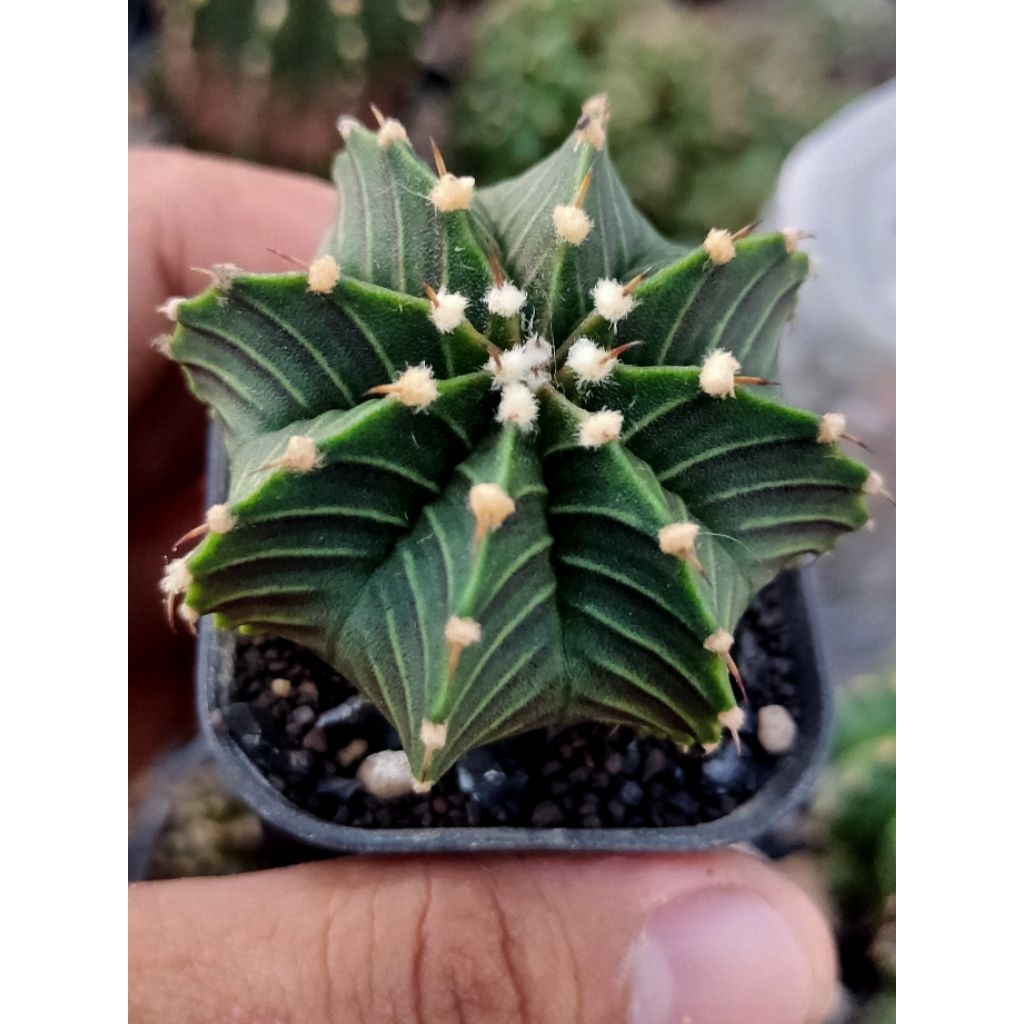 GYMNO LB 2178 VOS//GYMNOCALYCIUM FREDRICHI LB2178 VOS//OWNROOT//DI POT 7CM//