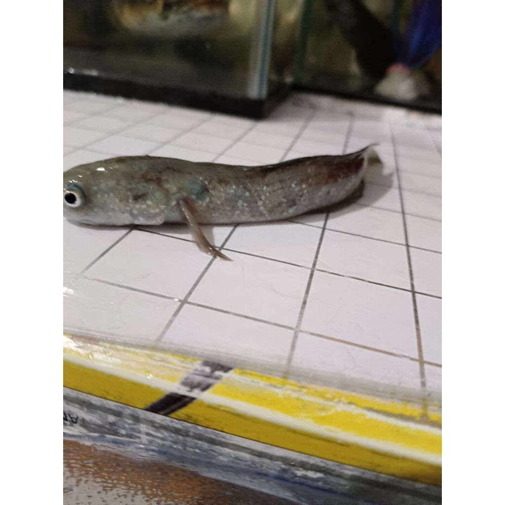 ikan chana asiatica tulang bengkok ukuran 15 cm