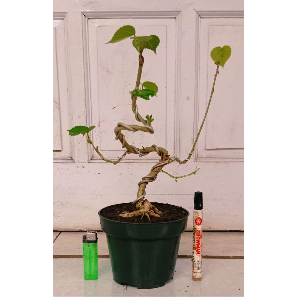 waru India meliuk prospek 40.000 program akar mantap