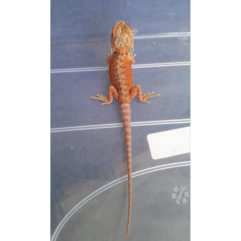 mainan kadal bearded dragon hypo trans