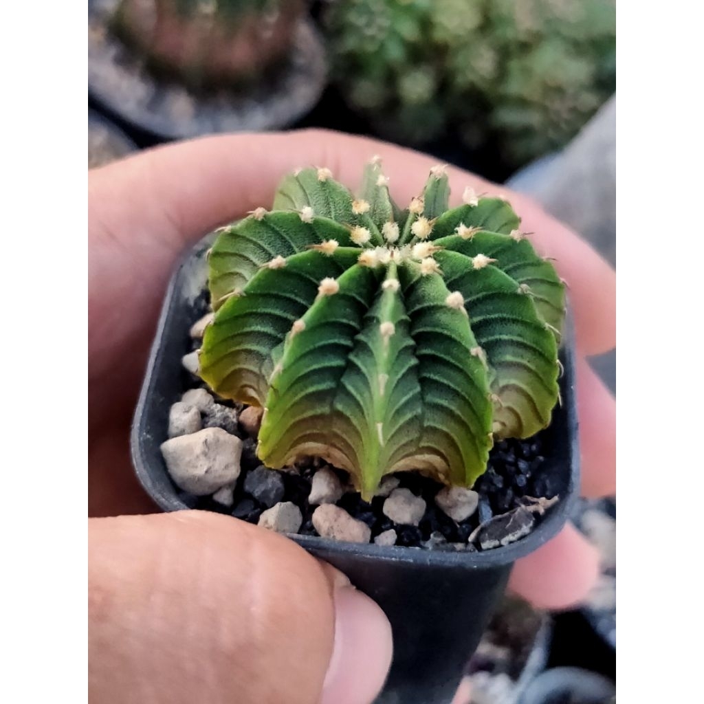 LB 2178 AQUADOLGE//LB 2178 ORI SEEDLING PERFOM OKE//KAKTUS HIDUP//KAKTUS//KAKTUS OUTDOOR/KAKTUS MINI