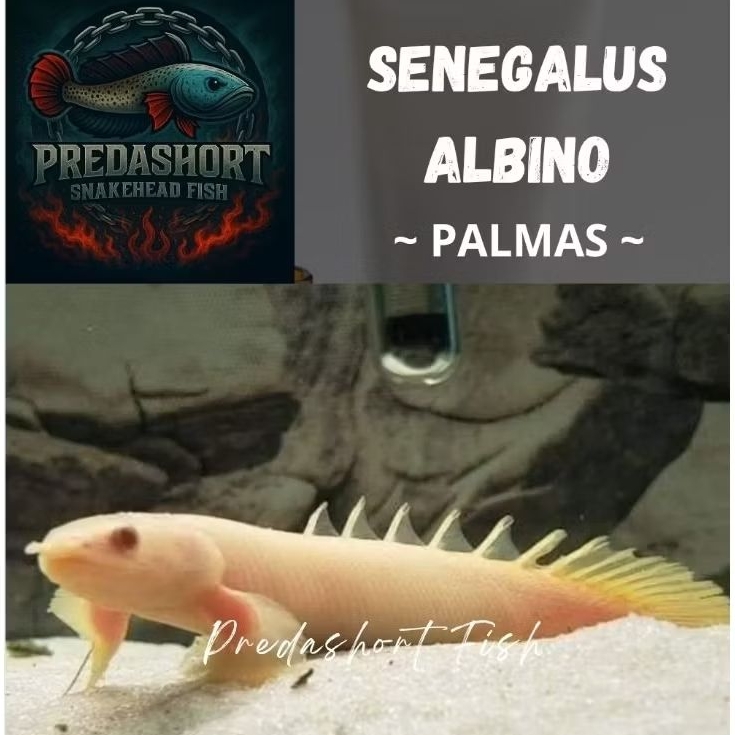 Palmas albino size 5-12cm