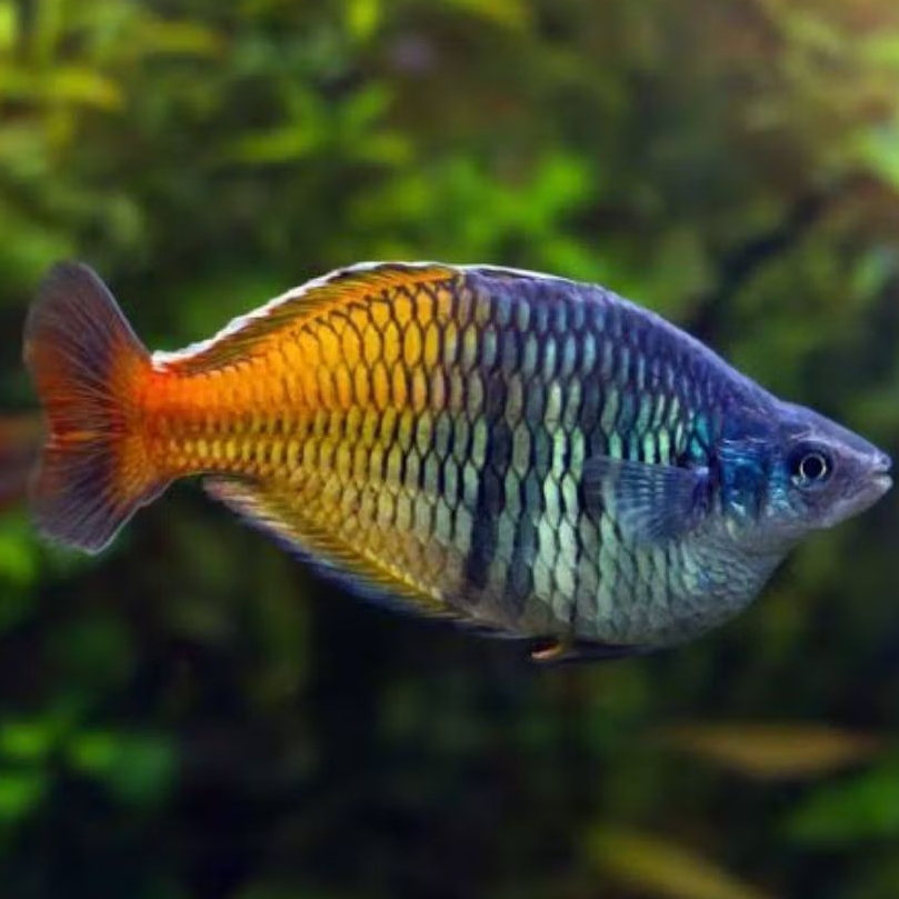 ikan rainbow boesemani short body jantan