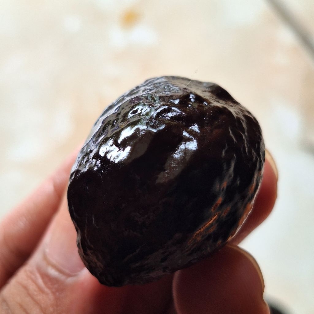 MUNCANG ADU KOJOAN JENIS ANAK SI PAIT