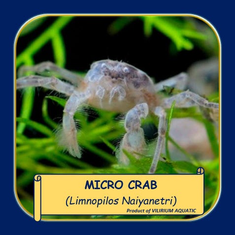 KEPITING HIAS AIR TAWAR - MICRO CRAB / KEPITING MINI / LIMNOPILOS (FULL AIR)
