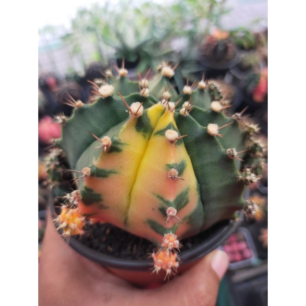 Gymno Miha Hybrid Variegata Indukan