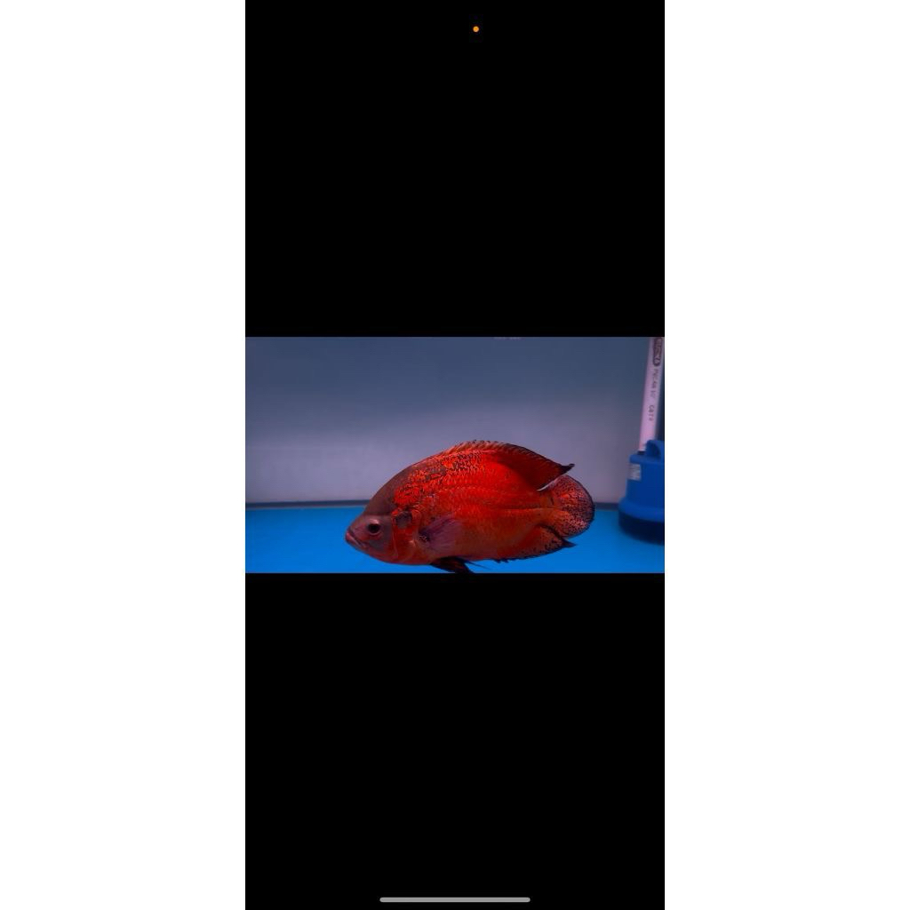 Oscar Red Paris Black Thailand Jumbo 30cm