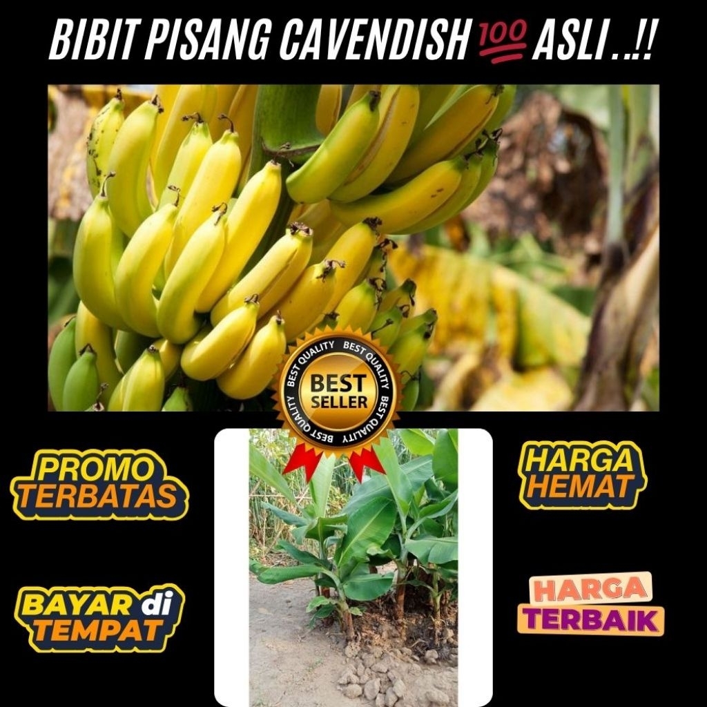TERBUKTI ASLI  Pohon Pisang Cavendish Kuning │ Pohon Pisang Cavendish Mini