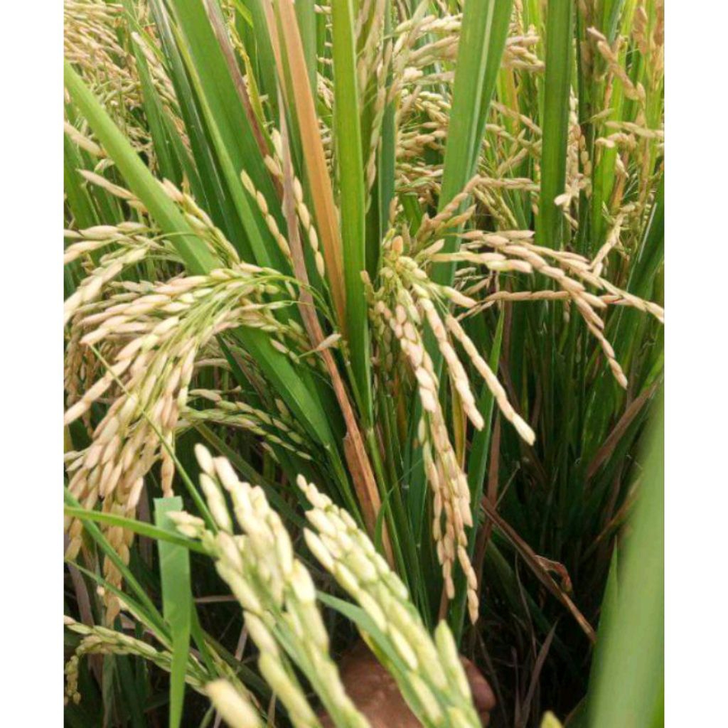 BENIH PADI INPAGO KEMASAN 1KG