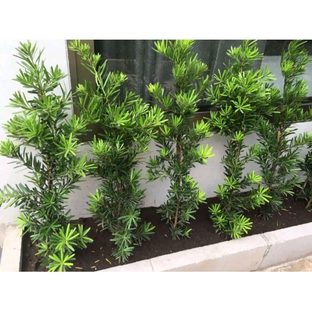 Tanaman Lohansung mawar/bahan bonsai