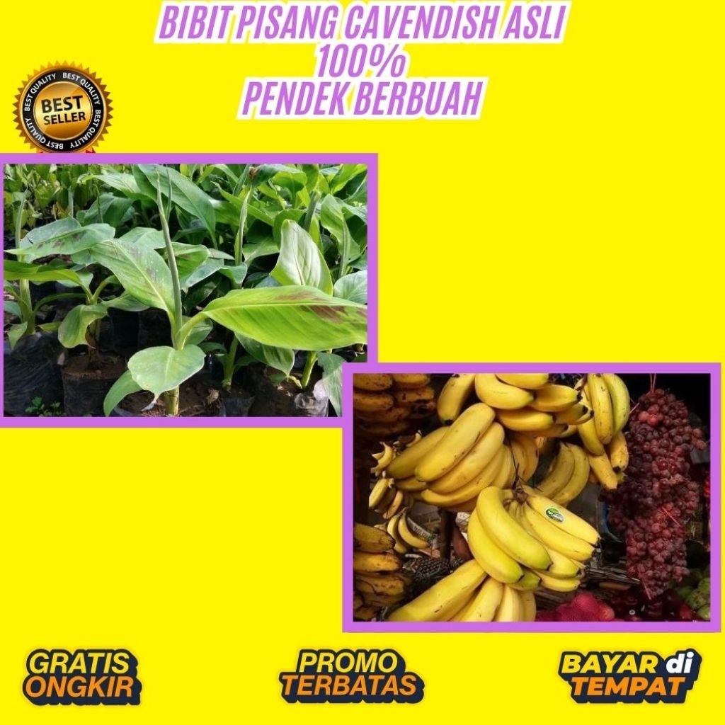 BIBIT BERKUALITAS  Pohon Pisang Cavendish Harga │ Pohon Pisang Cavendish Kuning