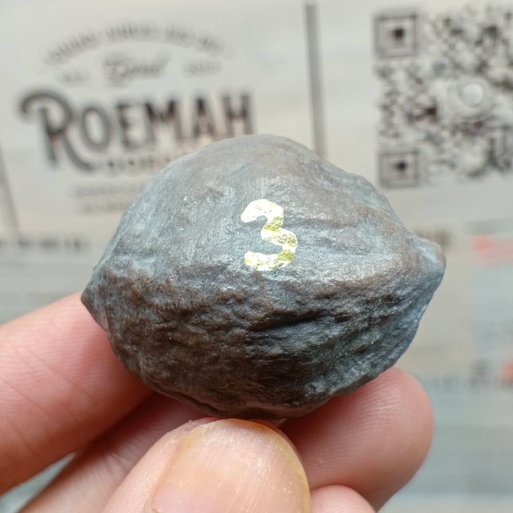 Muncang Adu Mayit Domba JR kode 3