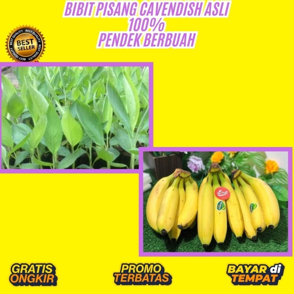 100% ASLI  Benih Pisang Cavendish │ Benih Pisang Cavendish Asli
