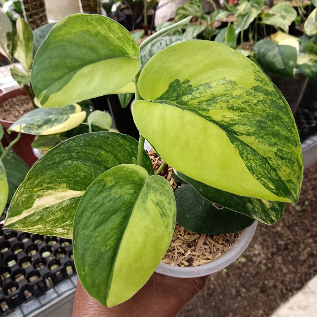 scindapsus jade satin