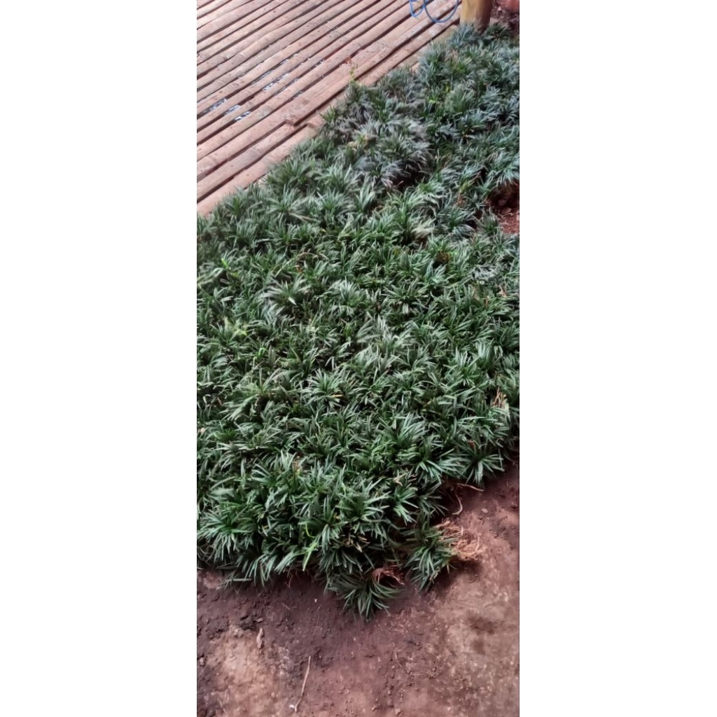 1KG RUMPUT KUCAI MINI 1KG / RUMPUT KUCAI / RUMPUT KUCAI MINI