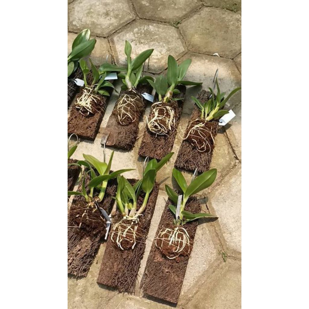 Papan Anggrek Pakis Media Tanam Anggrek Papan Anggrek Bonggol Pakis Paku Alam