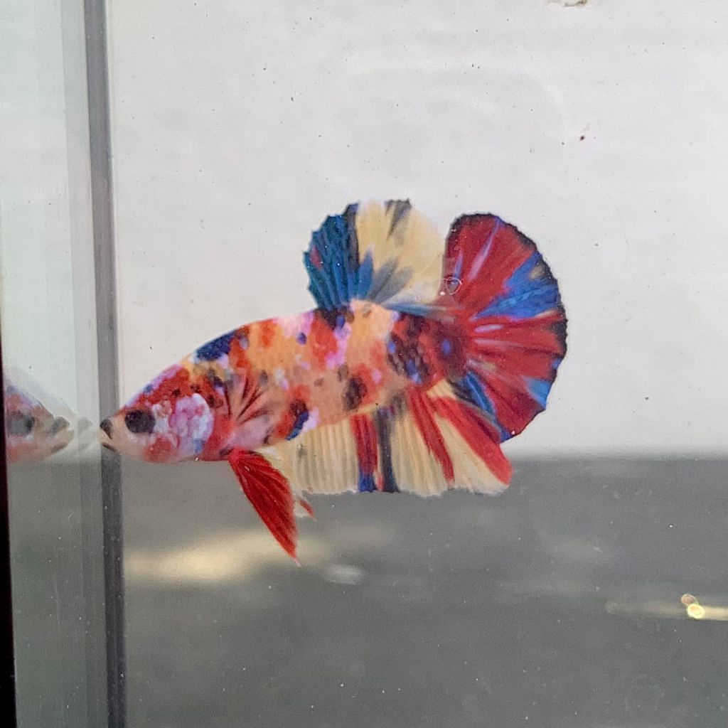 Multicolor YB per 10 Ek harga kerja | Multicolor Yellow Base