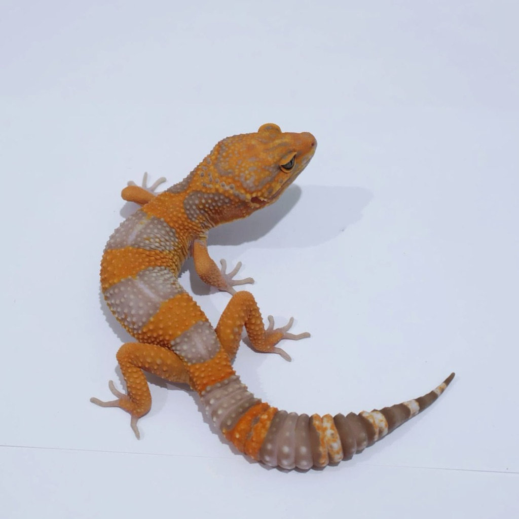 Tremper Lavender Gecko Remaja