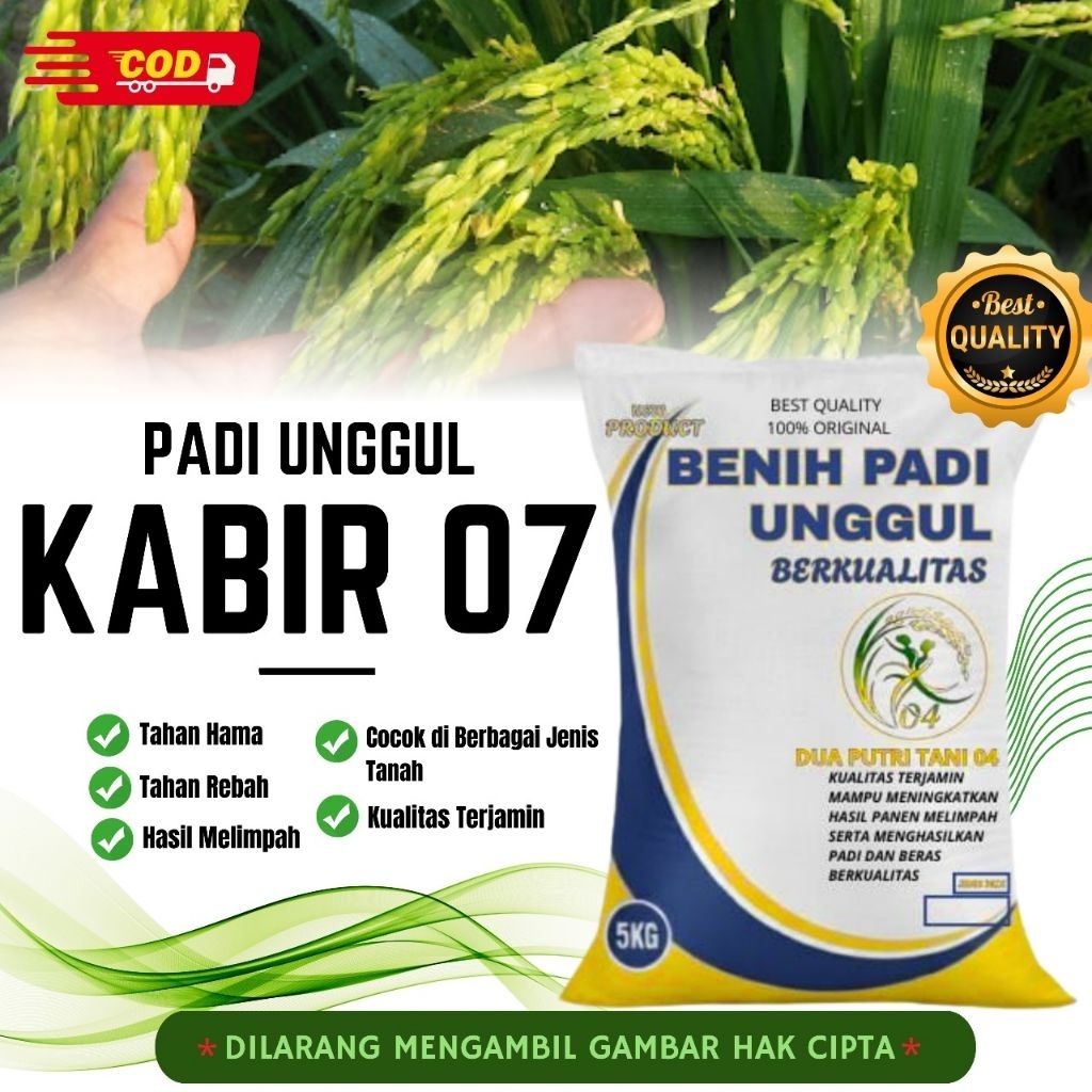 bibit PADI KABIR 07 kemasan 5 kg