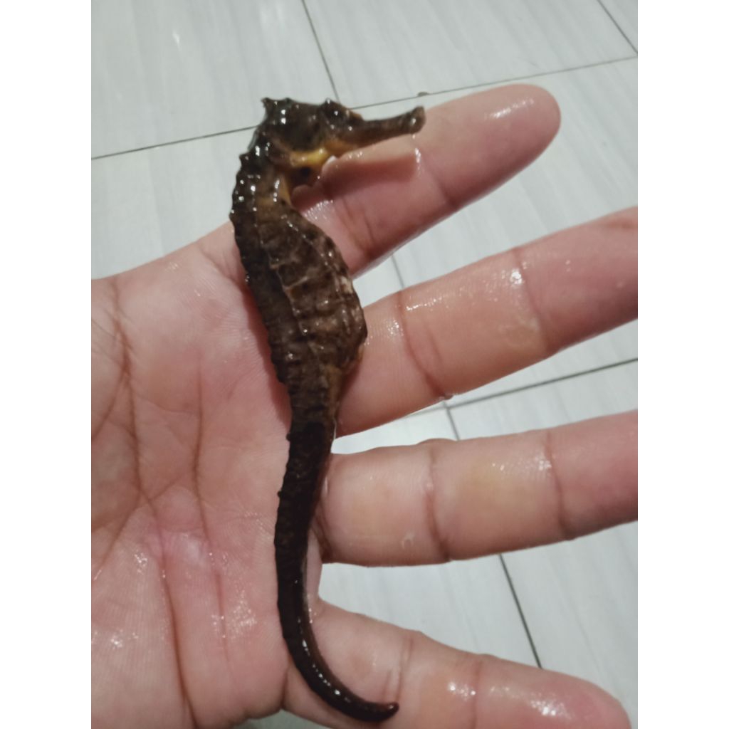 kuda laut kering,100% segar.ukuran 11-15cm /ekor.