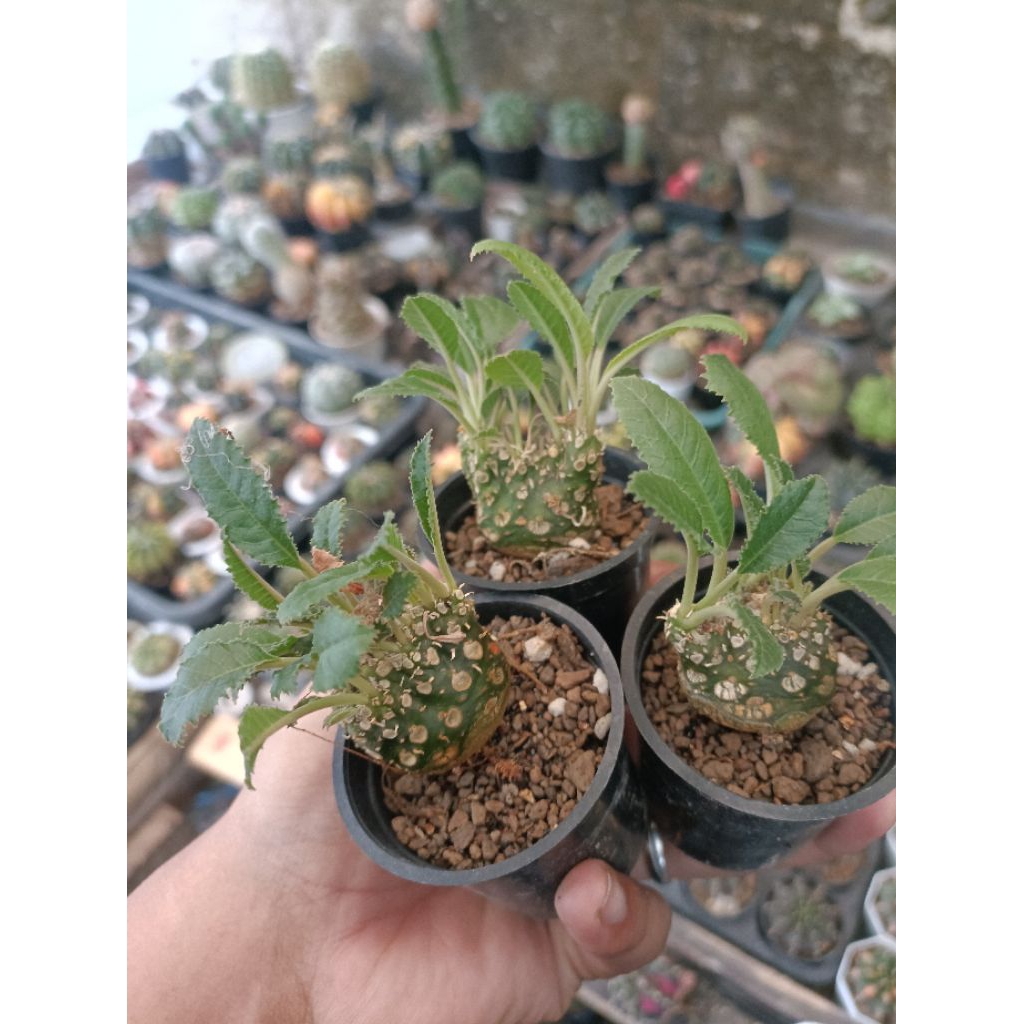 dorstenia cristata / dorstenia crested /dorstenia crispa cristata / nursery care