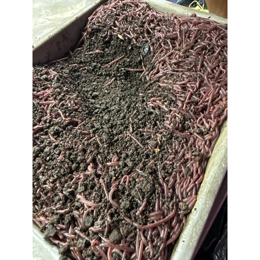cacing tanah/cacing anc/pakan channa