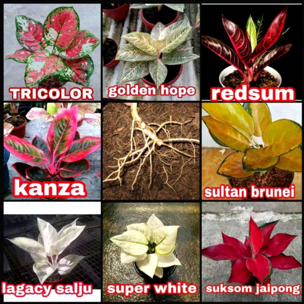 PROMO Paket Bonggol 8 Aglonema Murah Bertunas