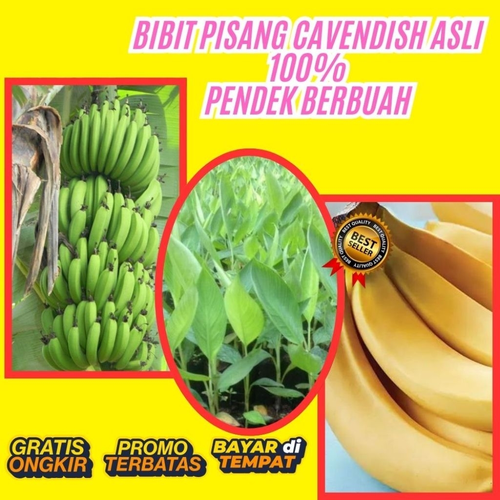 TERBUKTI ASLI  Bibit Pisang Cavendish G9  Bibit Pisang Cavendish Harga  Bibit Pisang Cavendish Kultu