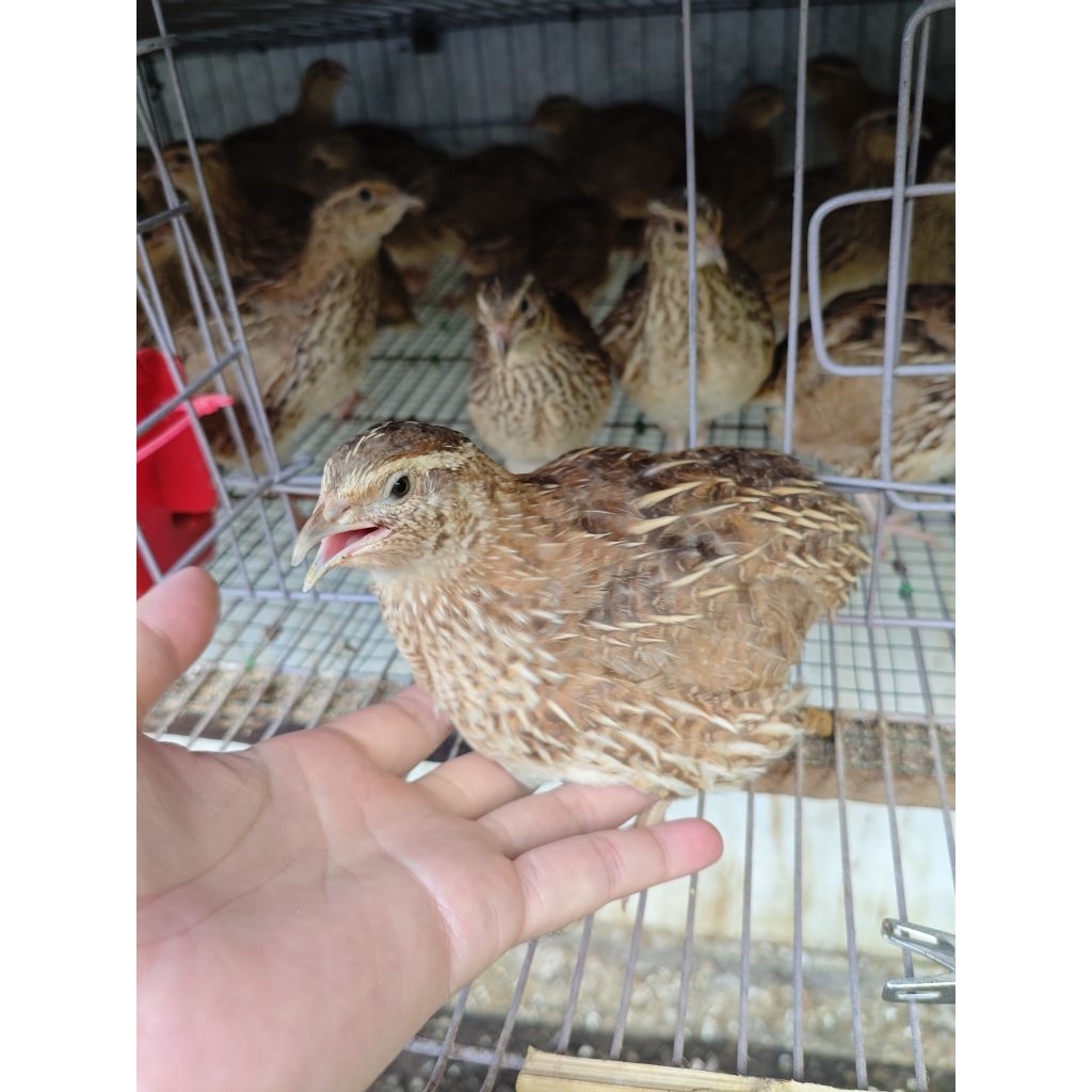 Jual Burung Puyuh Petelur Hidup usia 12-14 minggu Surabaya kirim instant