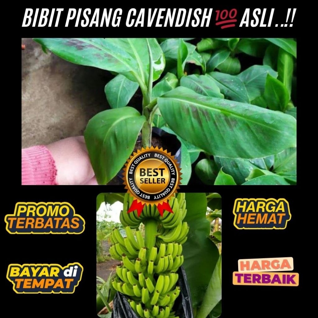 TERBUKTI ASLI  Bibit Pisang Cavendish G9  Bibit Pisang Cavendish Harga  Bibit Pisang Cavendish Kultu