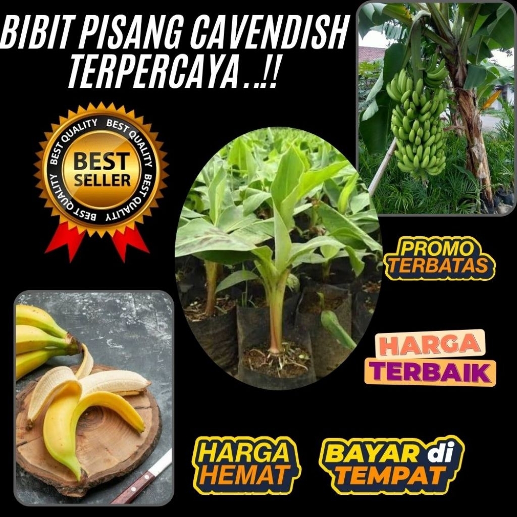 100% ASLI  Bibit Pisang Cavendish Sunpride Bibit Pisang Cavendish Shopee Bibit Pisang Cavendish Supe