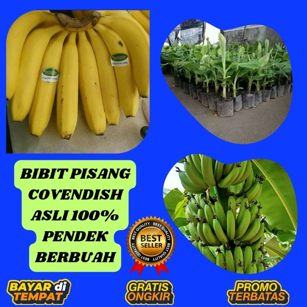 TERBUKTI ASLI  Pohon Pisang Cavendish Kuning Pohon Pisang Cavendish Mini