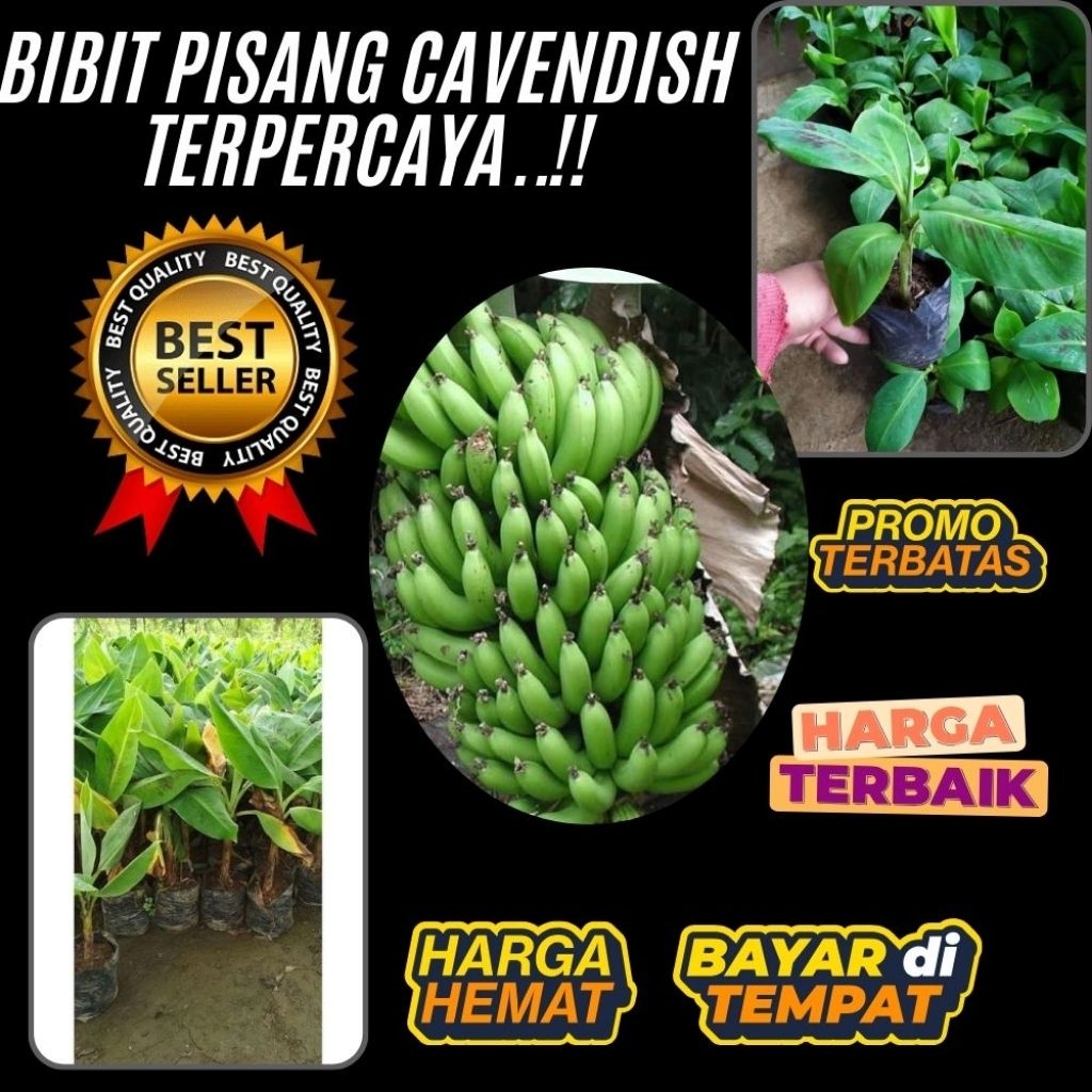PROMO  Pohon Pisang Cavendish Berbuah Pohon Pisang Cavendish Dalam Pot Pohon Pisang Cavendish Harga