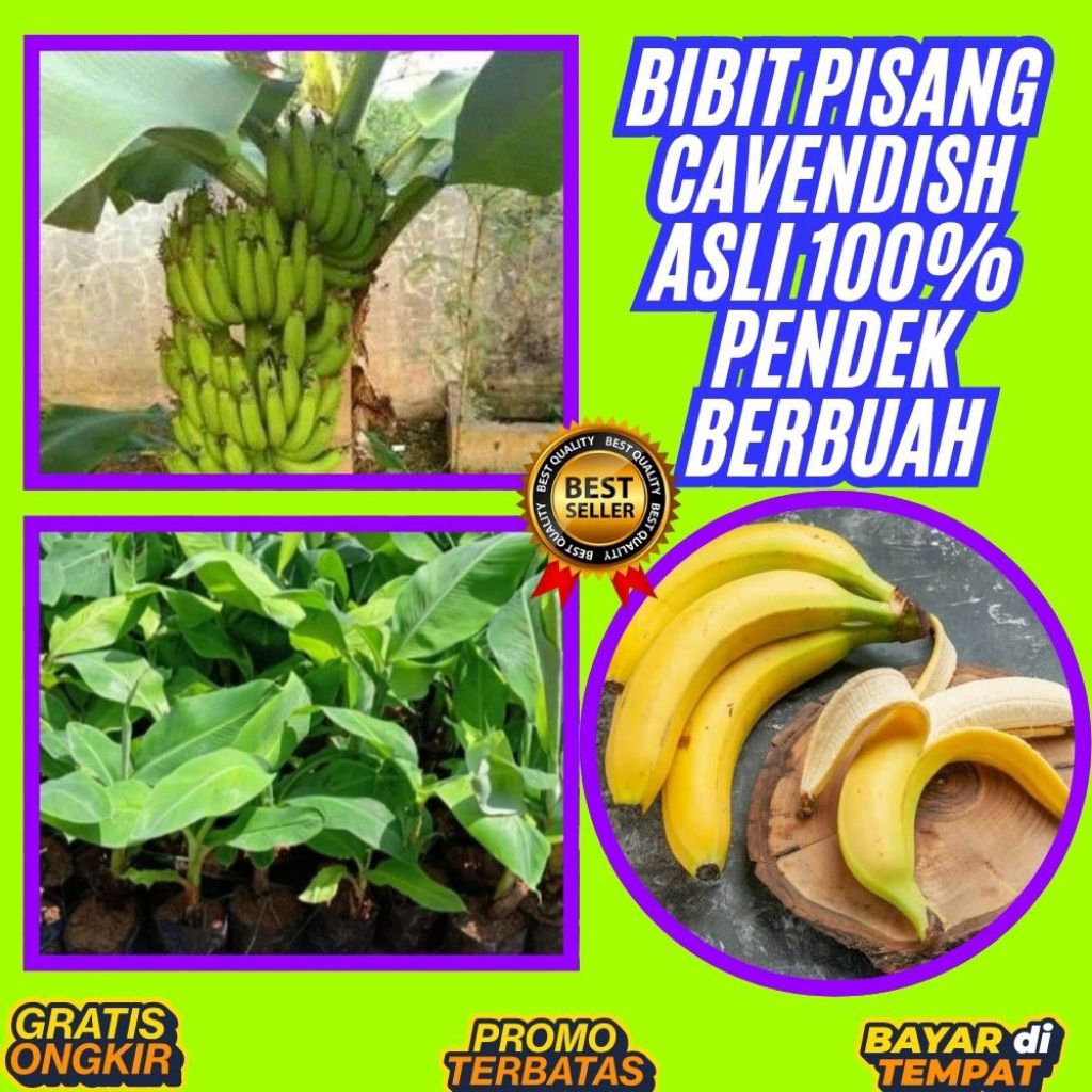 ASLI  Benih Pisang Cavendish Yang Bagus  Benih Pisang Cavendish Yang Super Besar