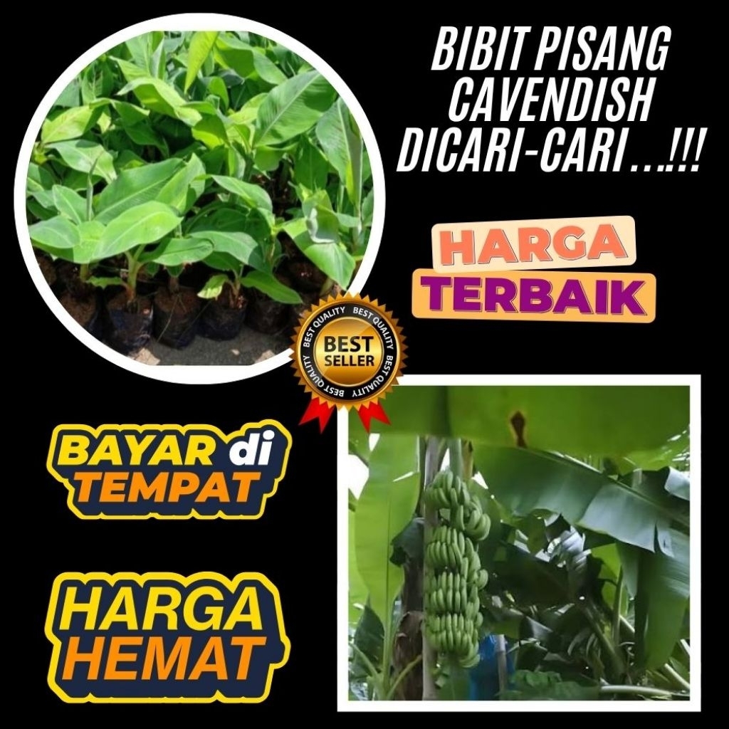 TERBUKTI ASLI  Benih Pisang Cavendish Super Benih Pisang Cavendish Yang Bagus Benih Pisang Cavendish