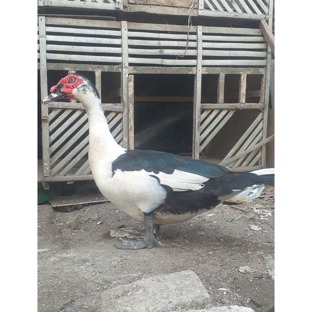 Daging entok Serati jantan