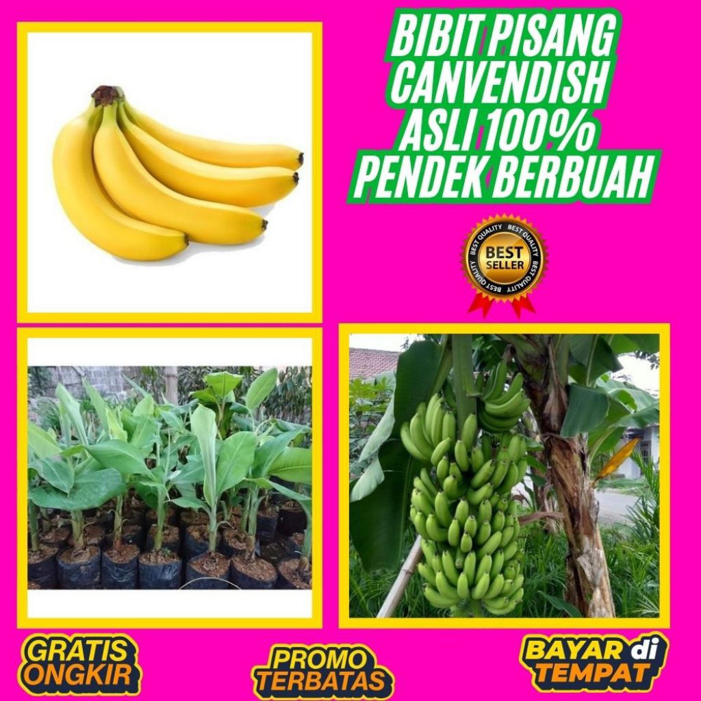 GRATIS ONGKIR  Bibit Pisang Cavendish Shopee  Bibit Pisang Cavendish Super  Bibit Pisang Cavendish T