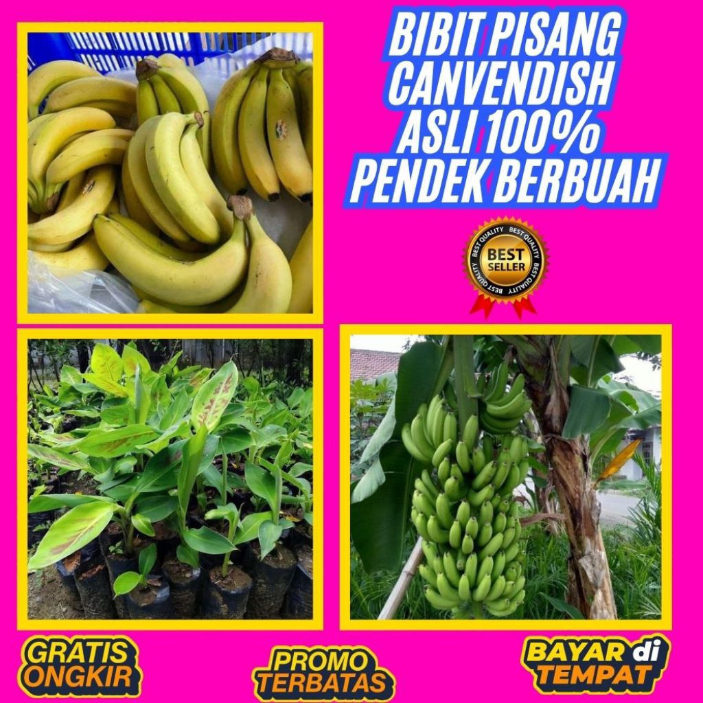 PROMO  Pohon Pisang Cavendish Berbuah  Pohon Pisang Cavendish Dalam Pot  Pohon Pisang Cavendish Harg