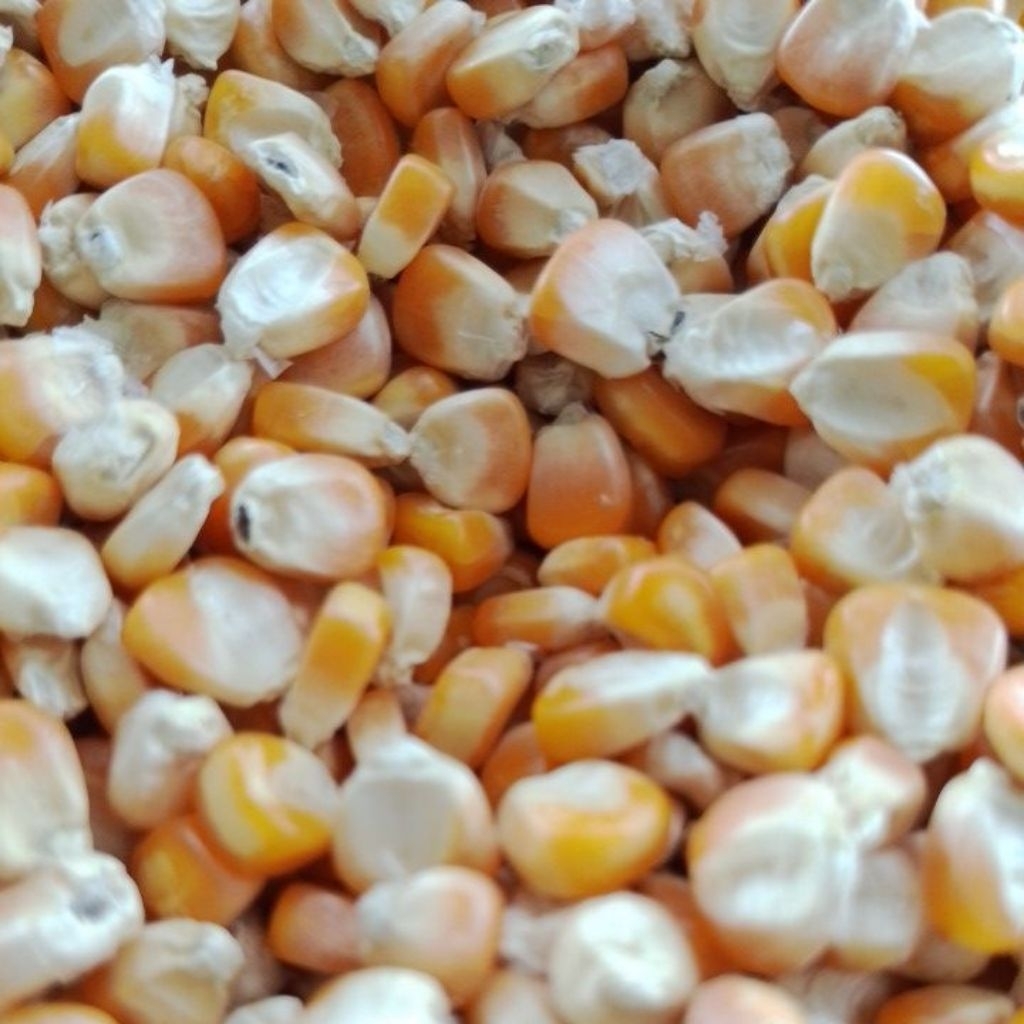 Jagung Hibrida pipil kering 1KG