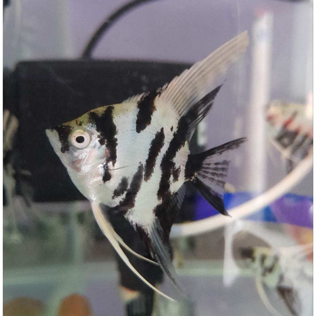 Ikan hias Manfish Tricolor air tawar aquascape