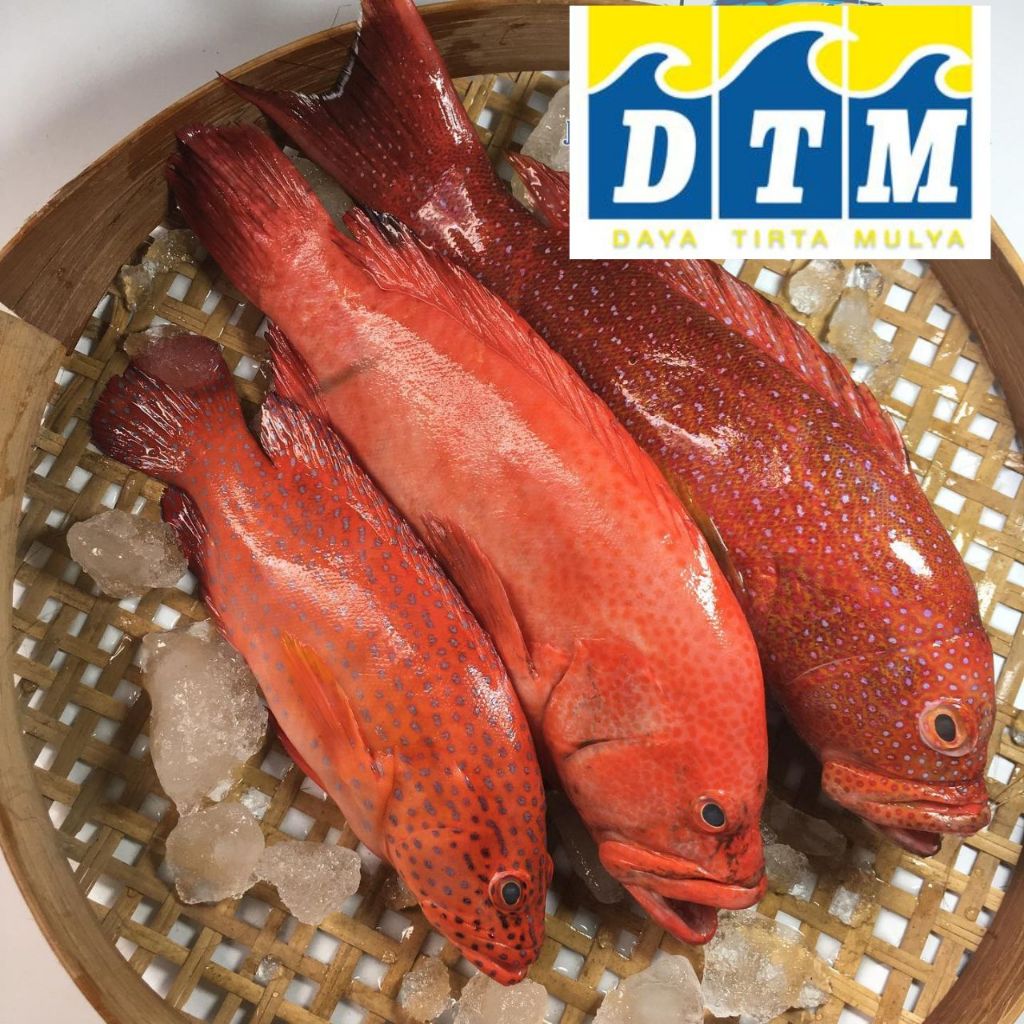 Ikan Kerapu Merah Ikan Laut Segar Seafood Segar Ikan Frozen Ikan Kerapu Beku Fresh 1 kg