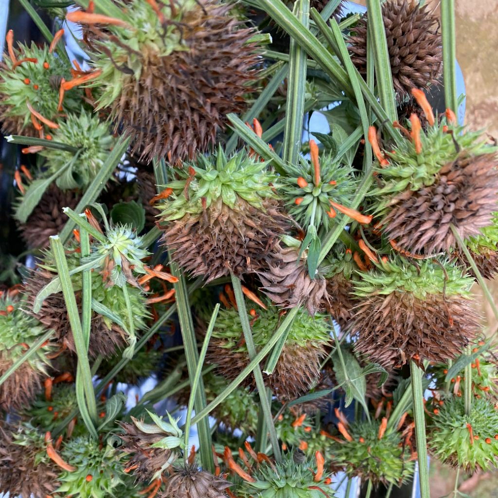 DAGGA KERING LION TALE MINT KERING