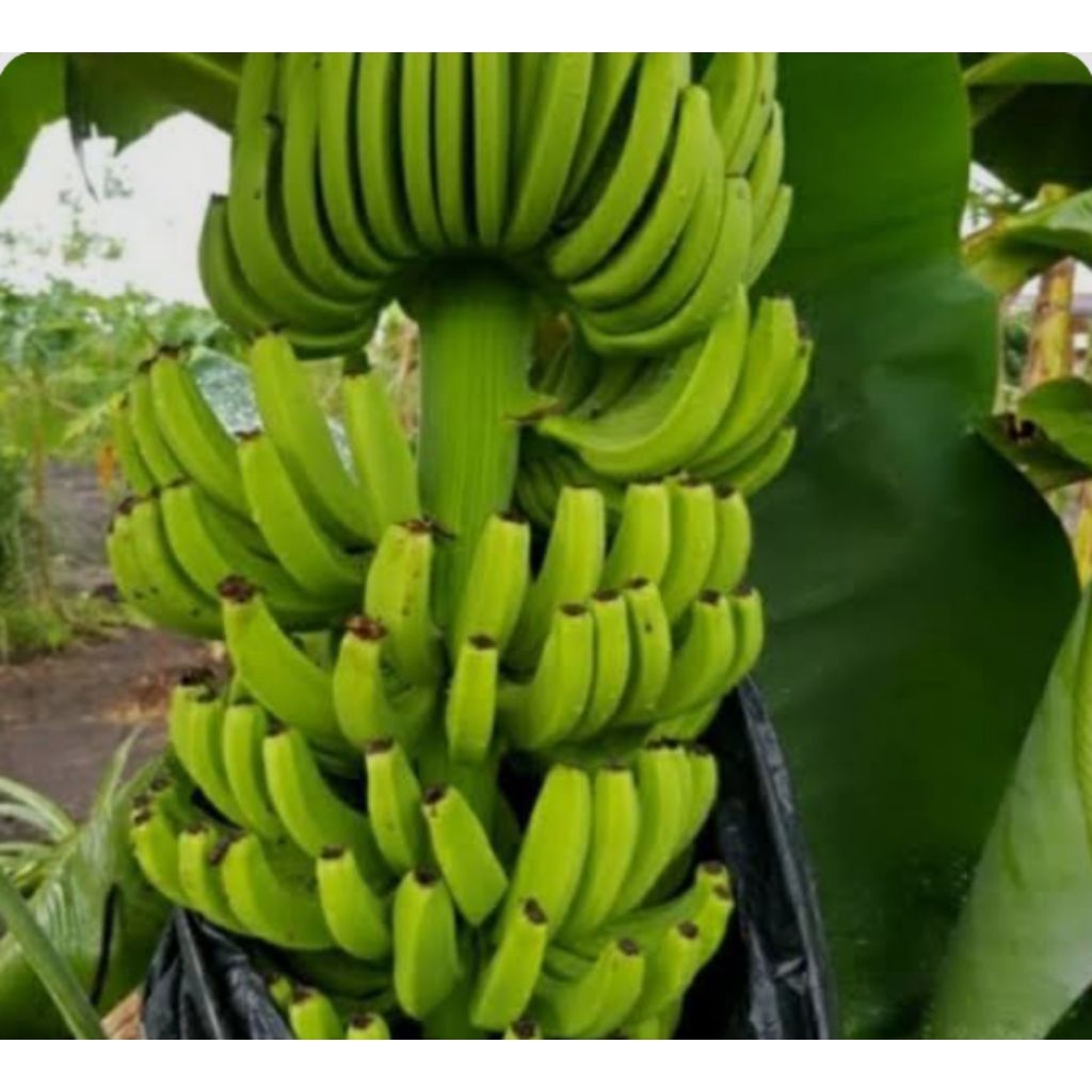 ASLI  Pohon Pisang Cavendish Mini