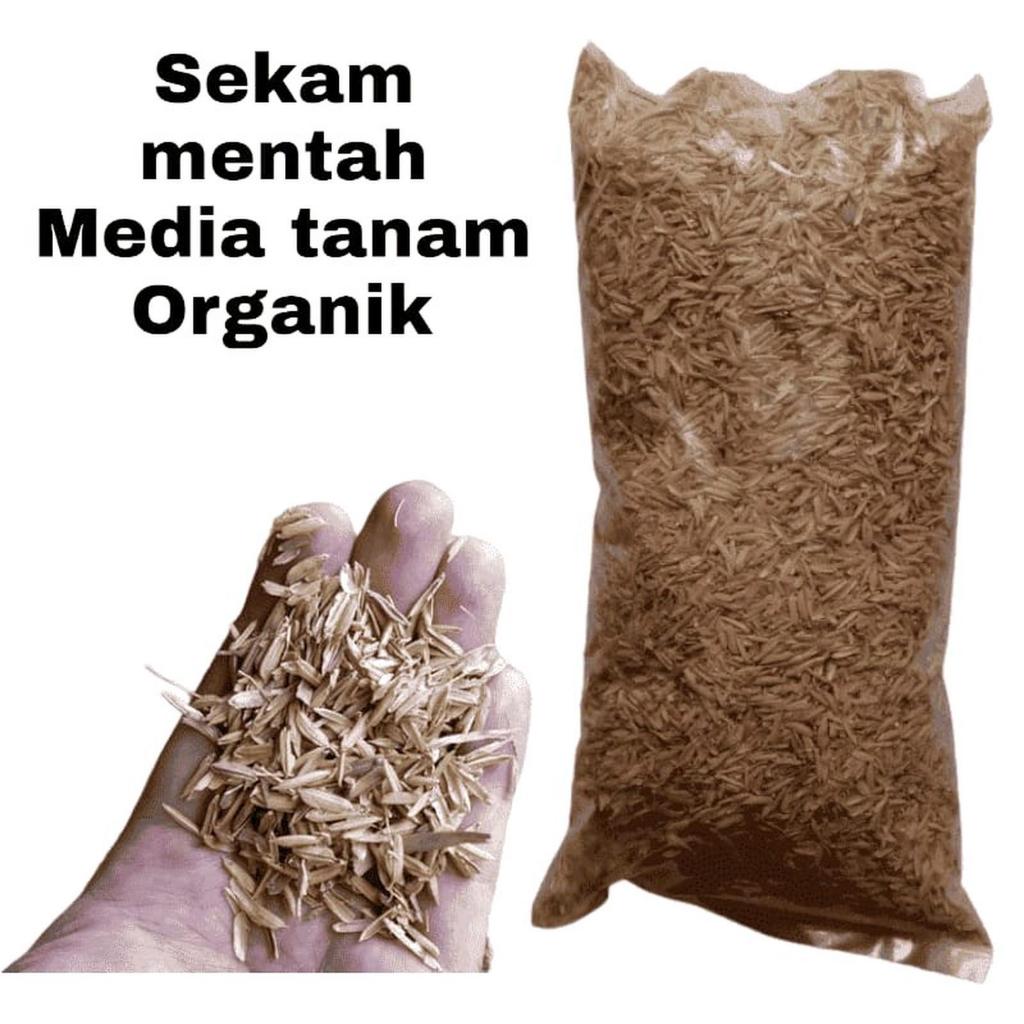 MEDIA TANAM SEKAM MENTAH, sekam mentah kering
