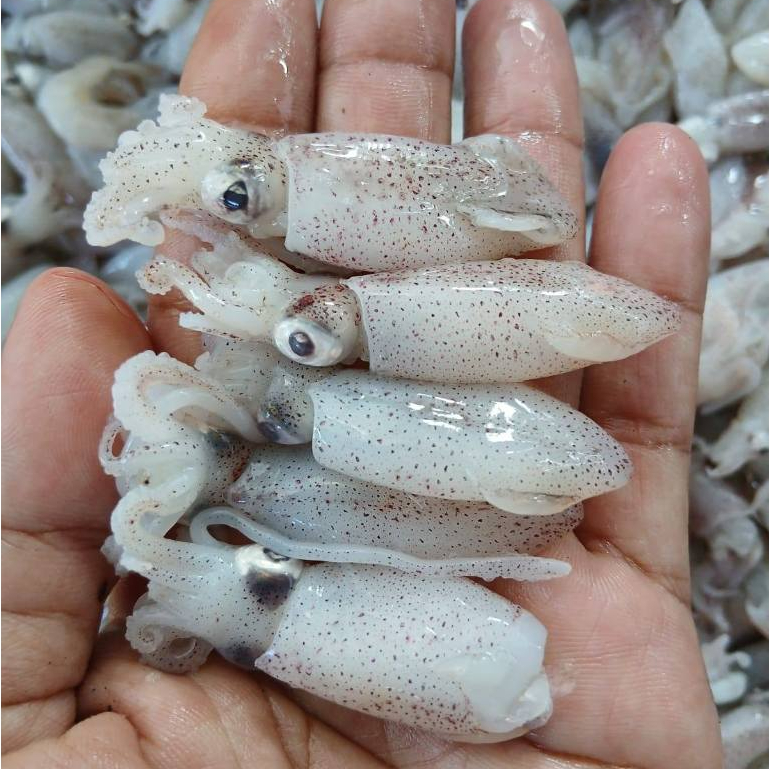 Cumi 1Kg Cumi Basah Cumi Segar Cumi Baby 1Kg Baby Cumi Segar Baby Cumi Basah Cumi Kecil Seafood Cumi