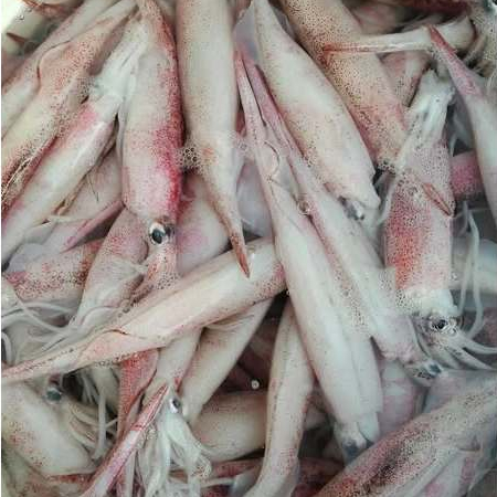 Cumi Segar Cumi Basah 1Kg Cumi Jarum Seafood Segar Cumi Cumi Hasil Laut Segar