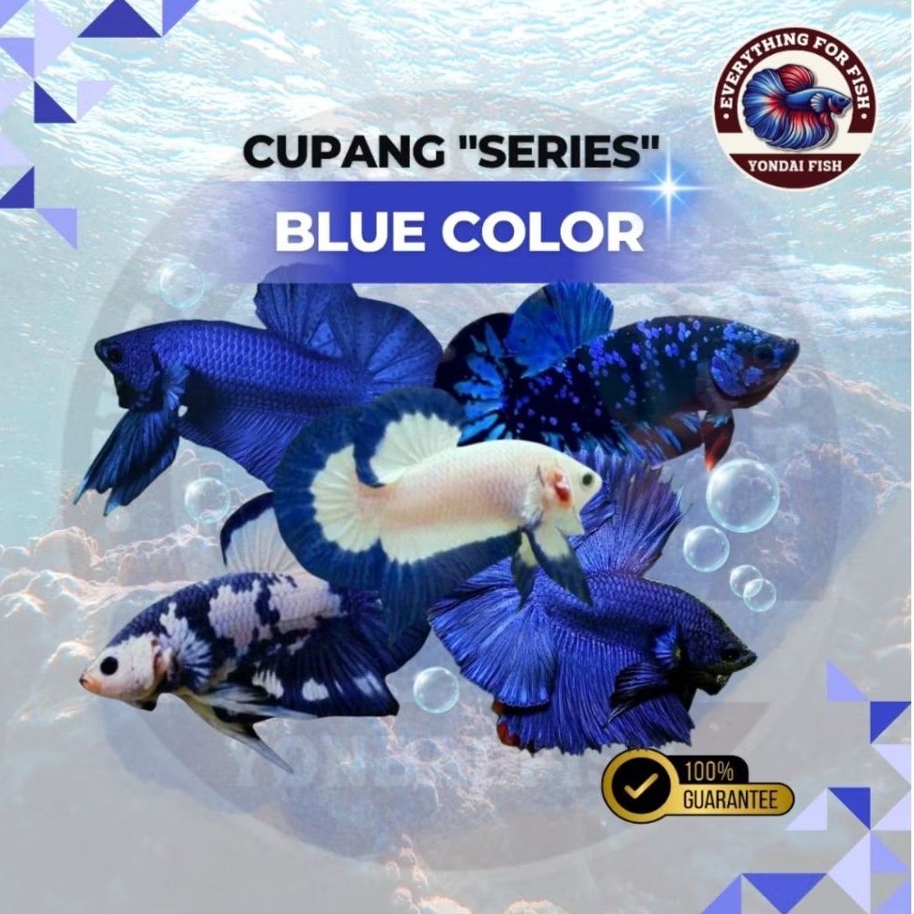[BLUE SERIES] All Cupang Blue | AVATAR | ROYAL BLUE | BLUE RIM | BLUE PANDA | TOP GRADE | IKAN HIAS