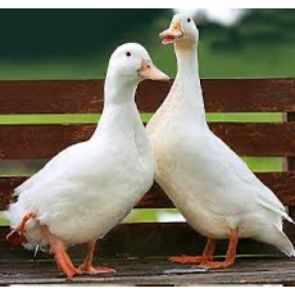 TELUR FERTIL BEBEK PEKING UNTUK DI TETASkan