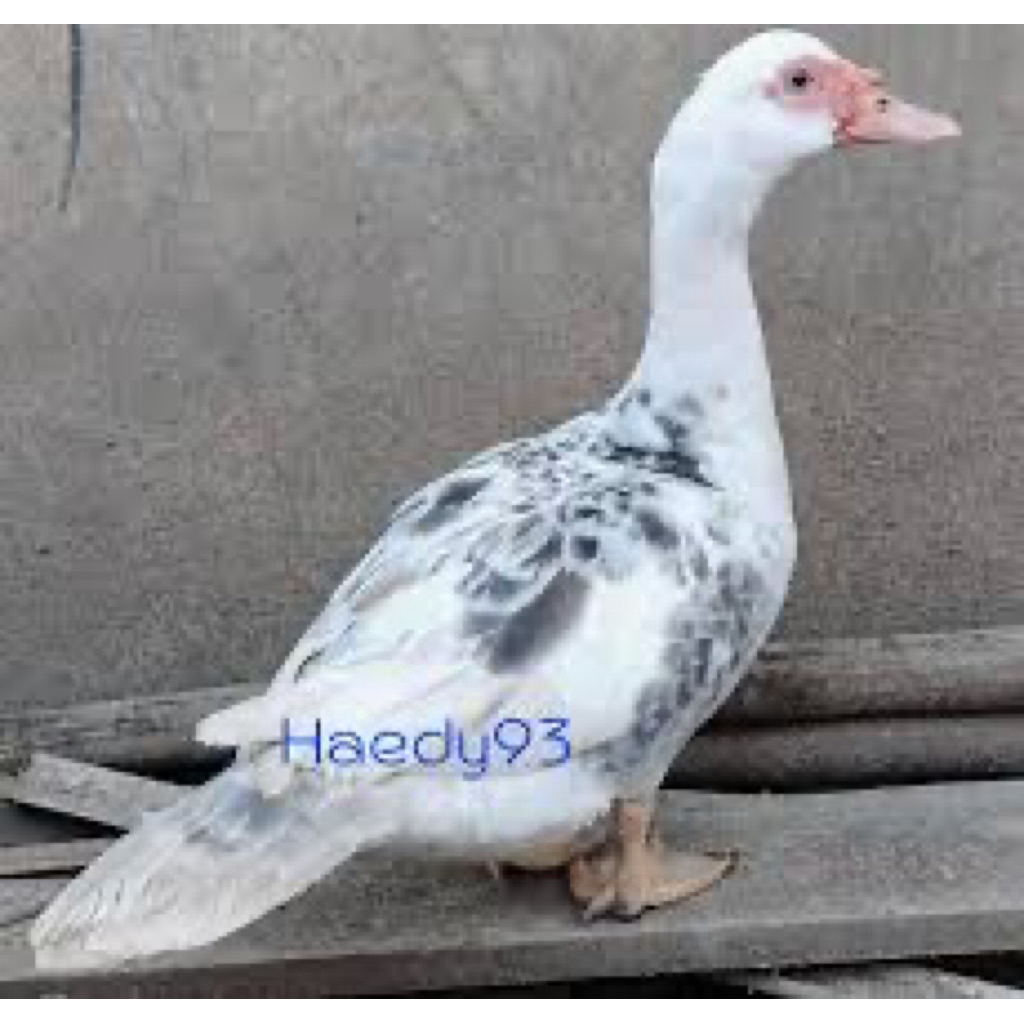 TELUR FERTIL MENTOK HIAS RAMBON JUMBO UNTUK DI TETASKAN